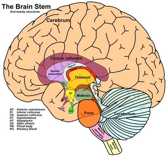 midbrain-superior-colliculus-inferior-colliculus