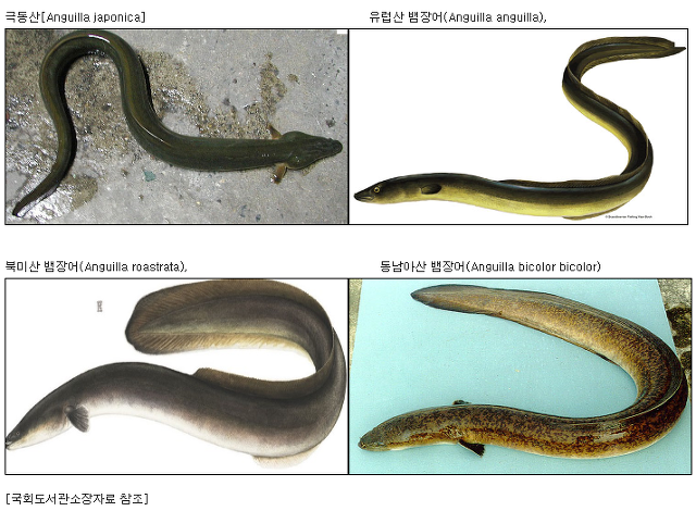 민물연안장어 이미지